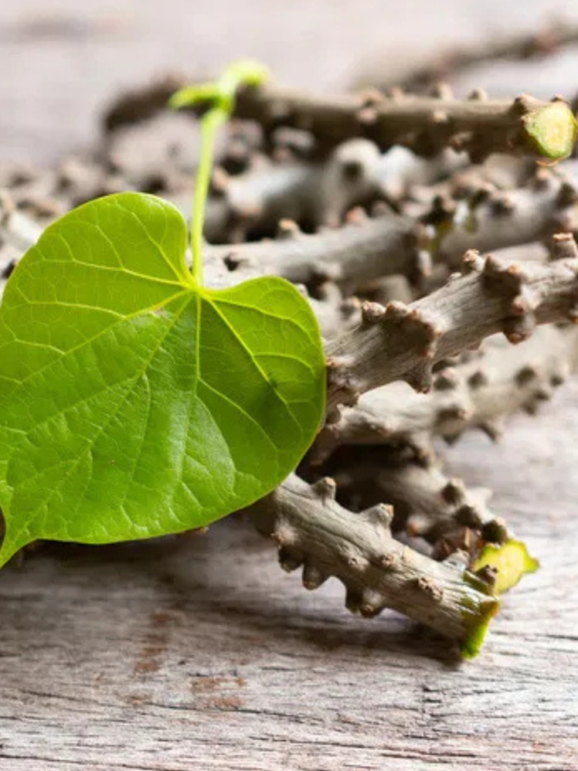 cropped-Introduction-to-Guduchi-The-Divine-Nectar-of-Ayurveda-1.png